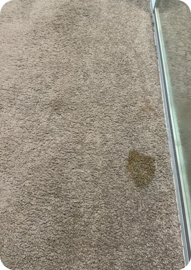 Carpet cleaned with professional steam cleaning equipment