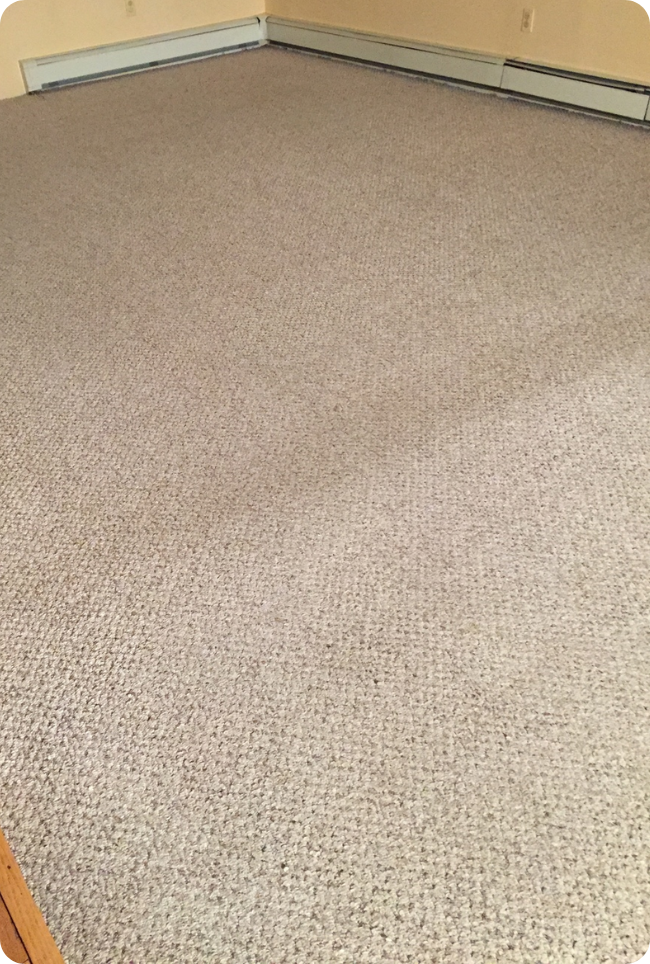 Professional carpet cleaning in Perth
