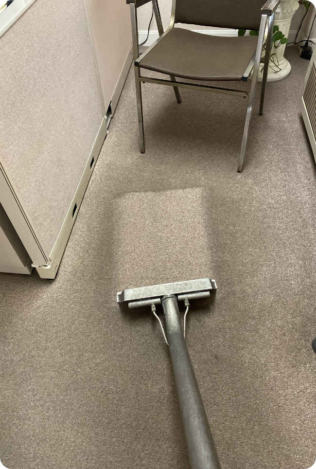 Professional carpet cleaning in Sydney